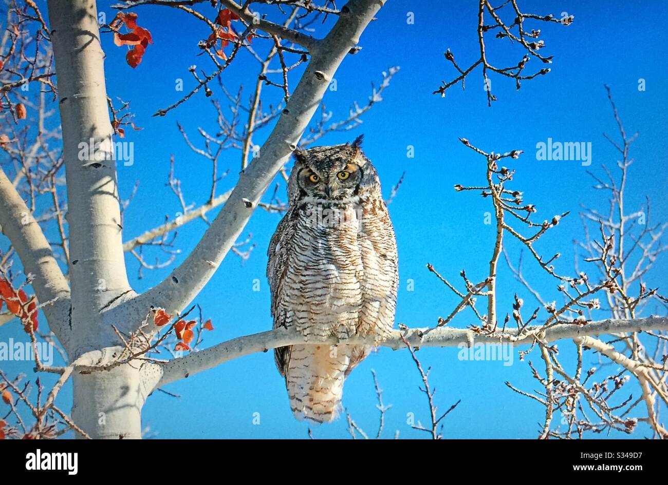 Birds of North America. Great Horned Owl, Bubo virginianus, Alberta