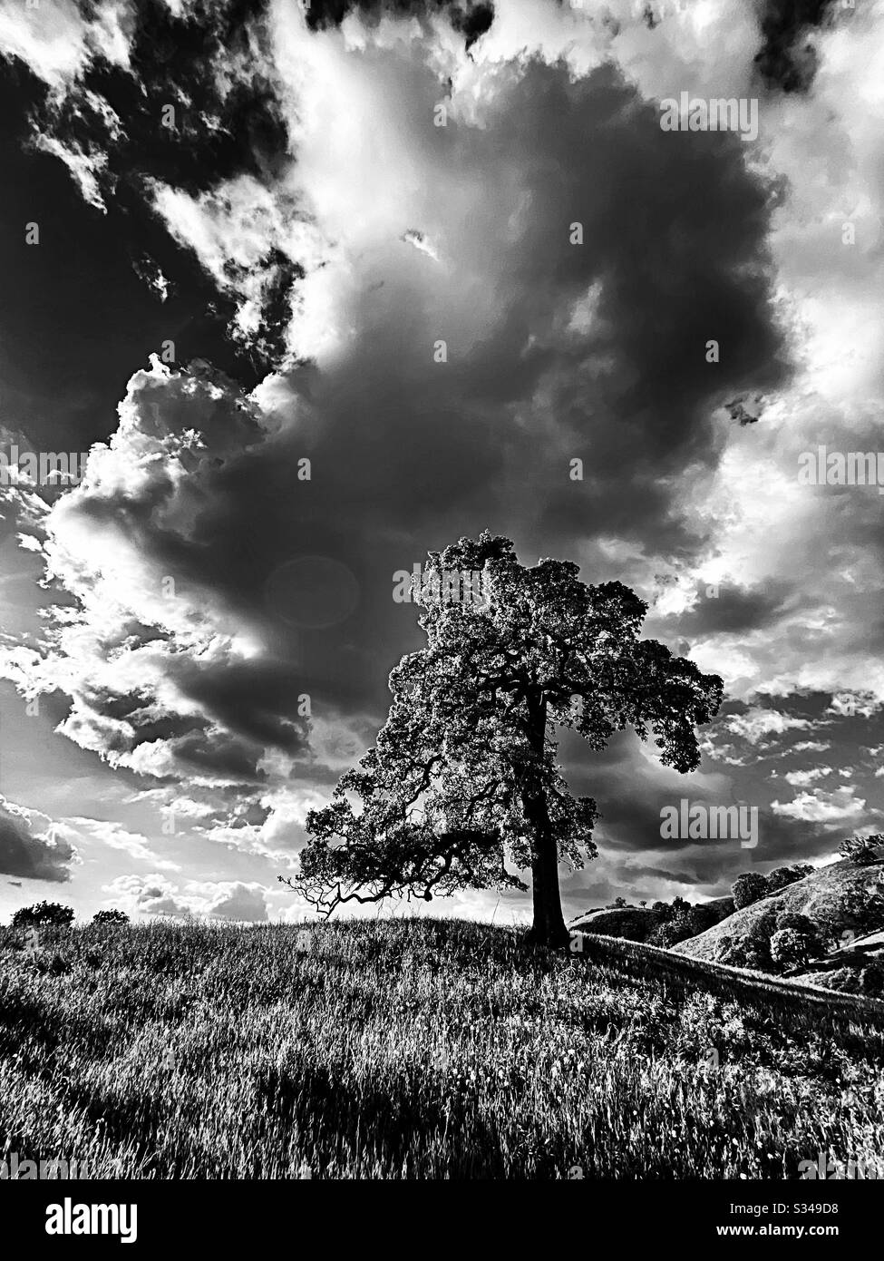 Foothill cloudscape with oak tree, in black and white - Smartphone Captured Stock Image