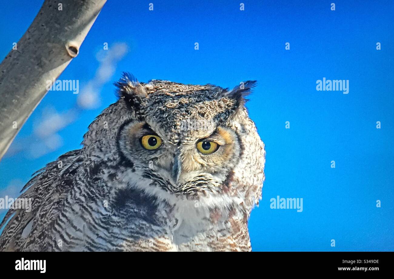Birds of North America, Great Horned Owl, Bubo virginianus, Alberta