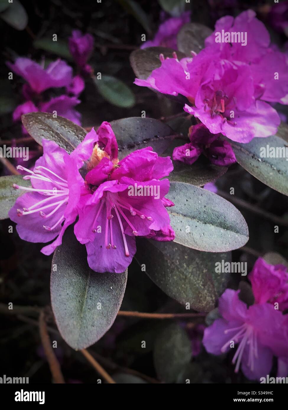 Early rhododendrons blooming in US. - Smartphone Captured Stock Image
