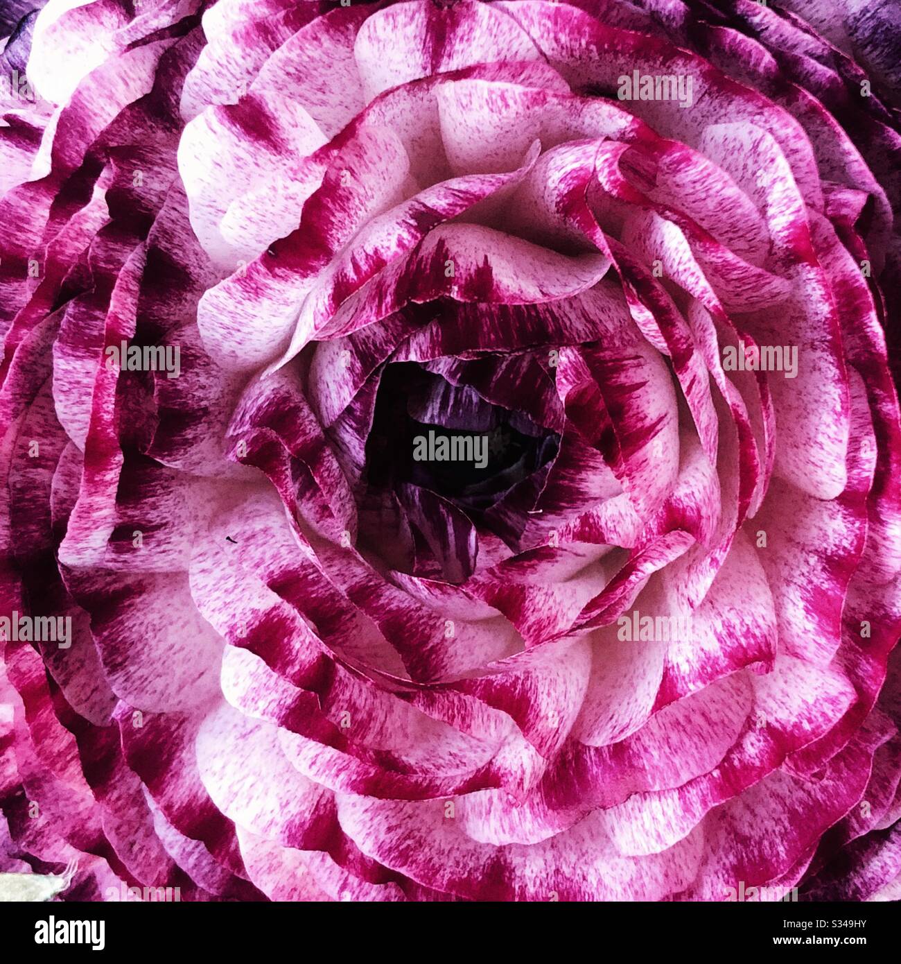 magenta and white flower - Smartphone Captured Stock Image