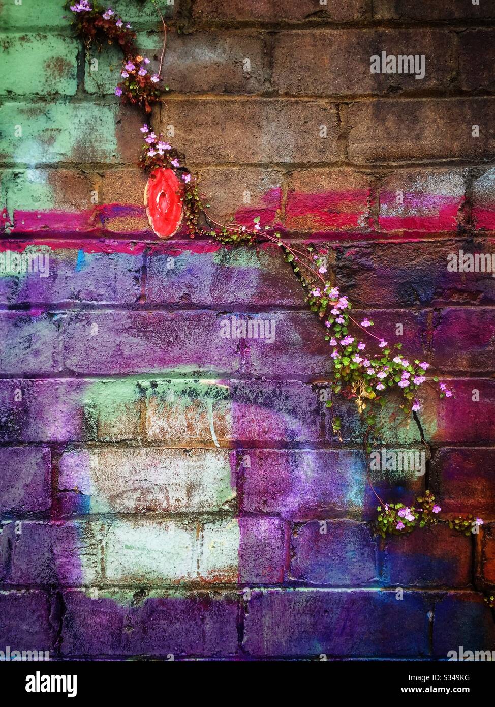 Painted brick wall with ivy-leaved toadflax (Cymbalaria muralis) growing in cracks - Smartphone Captured Stock Image