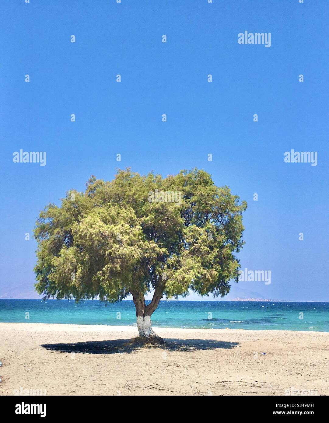 Lone tree on a Greek beach Stock Photo