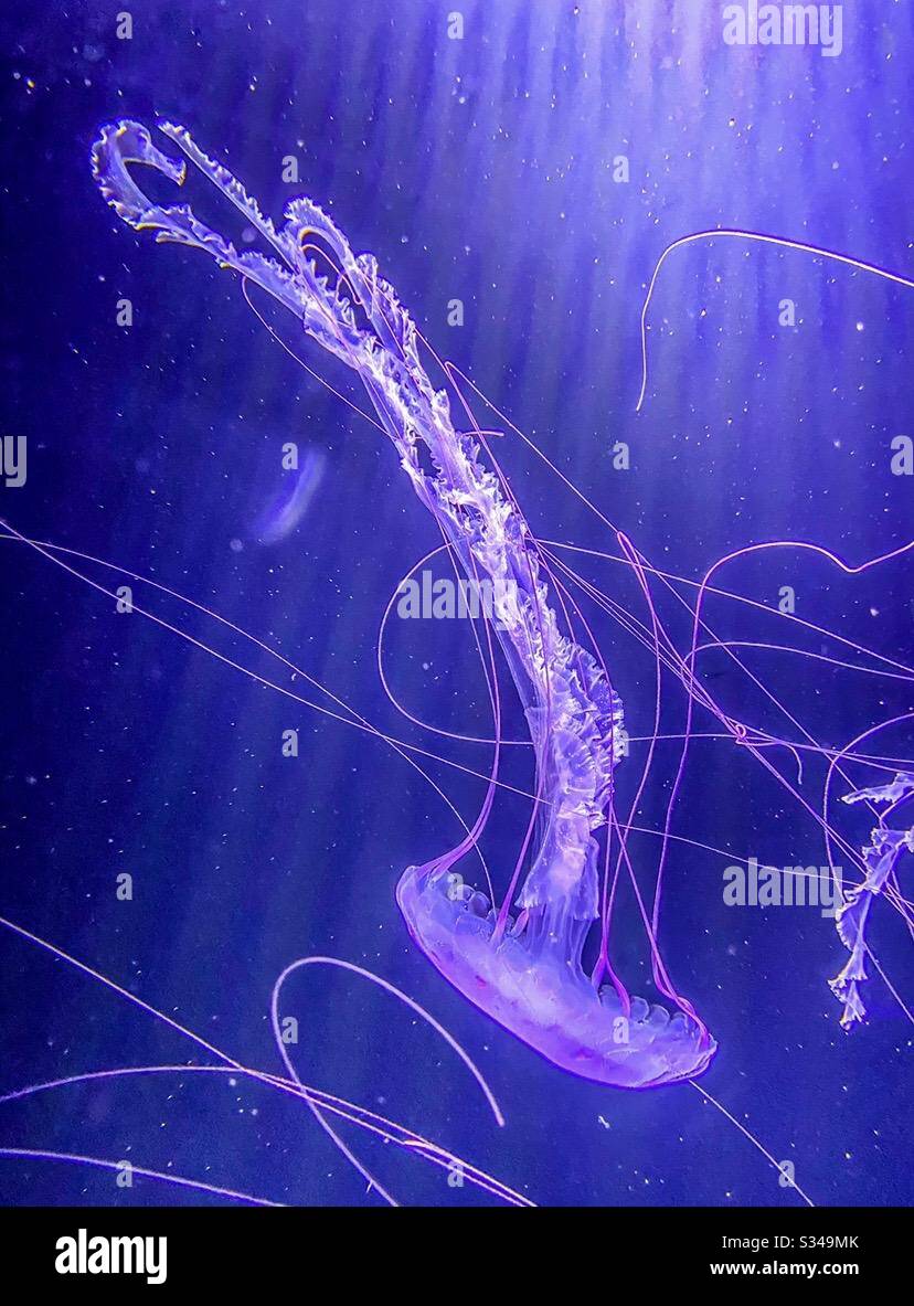 Under the Sea - Smartphone Captured Stock Image