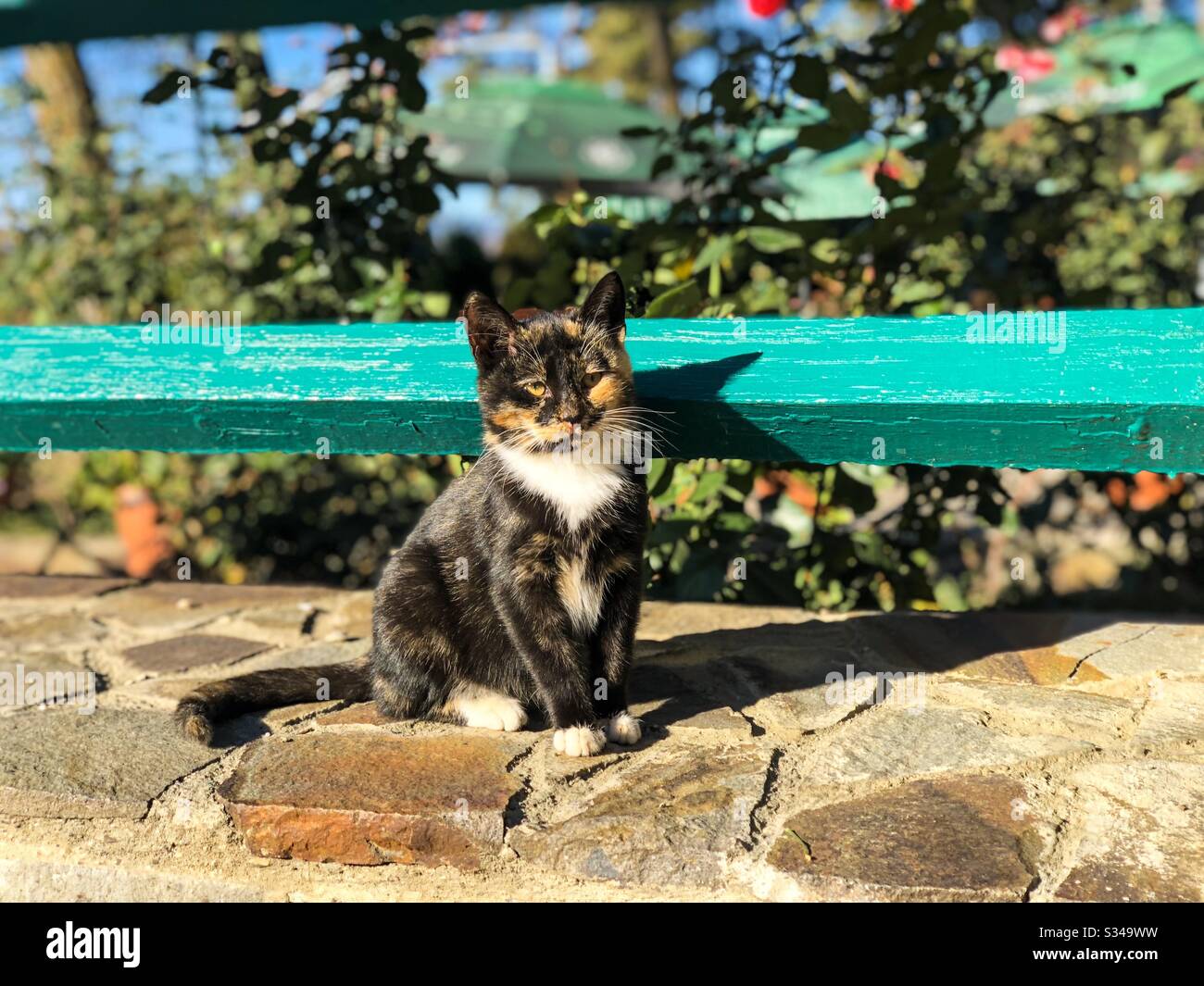 Cute kitty with spots enjoying the sun Stock Photo