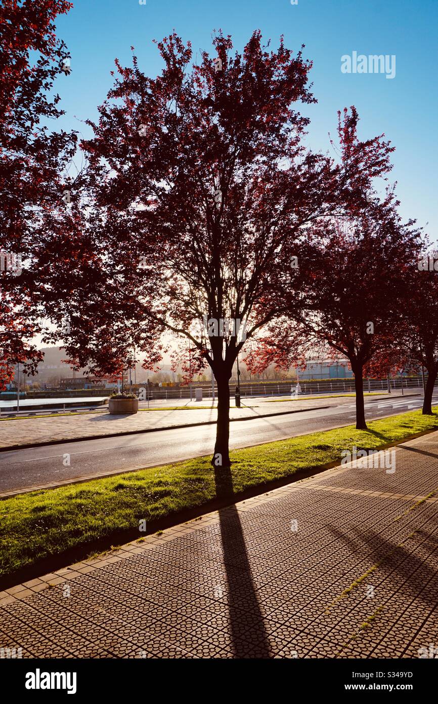 tree and sunlight on the street in bilbao city spain Stock Photo