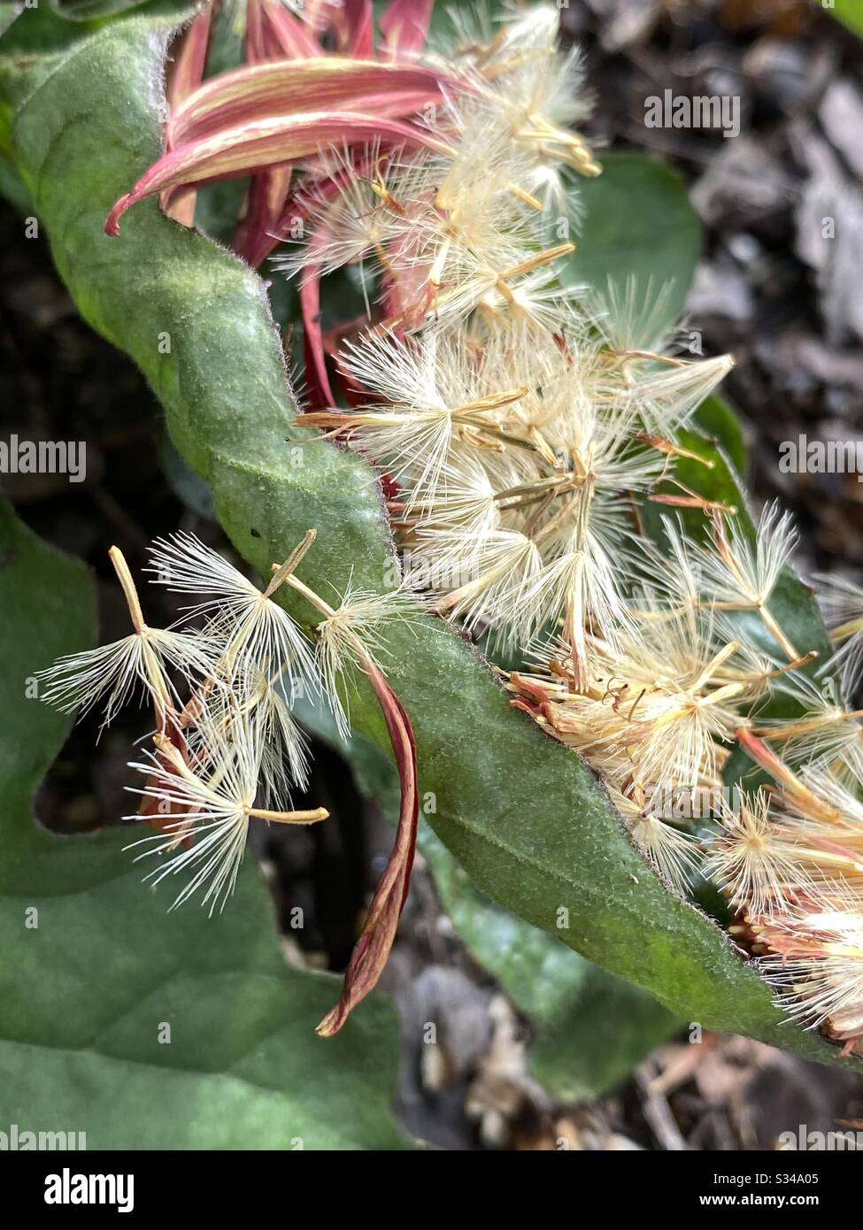 Fluffy seeds of a daisy flower - Smartphone Captured Stock Image