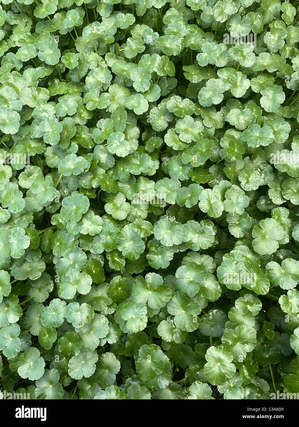 Solid green background of dichondra plant Stock Photo