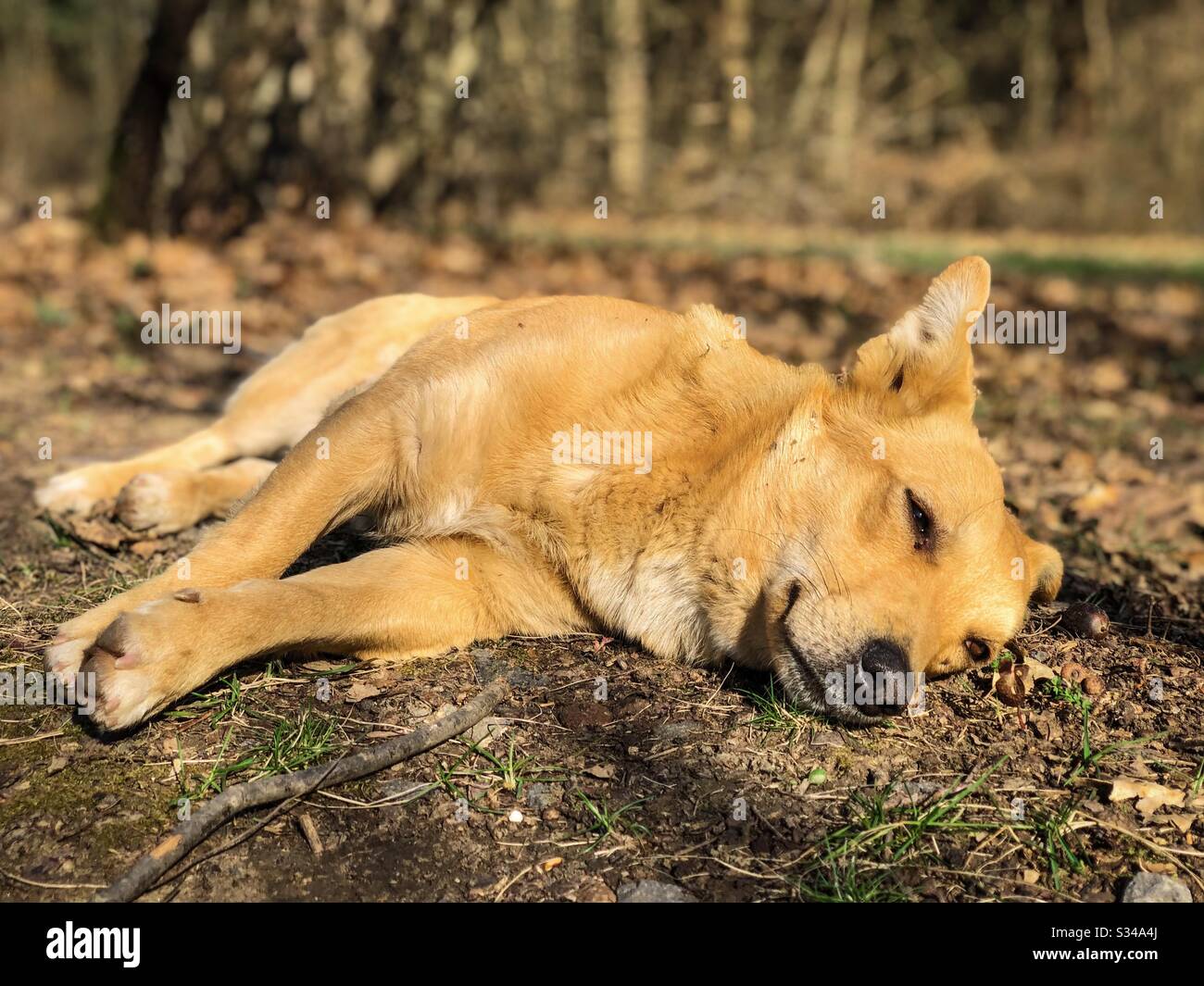 Small yellow dog resting on the ground in the park - Smartphone Captured Stock Image