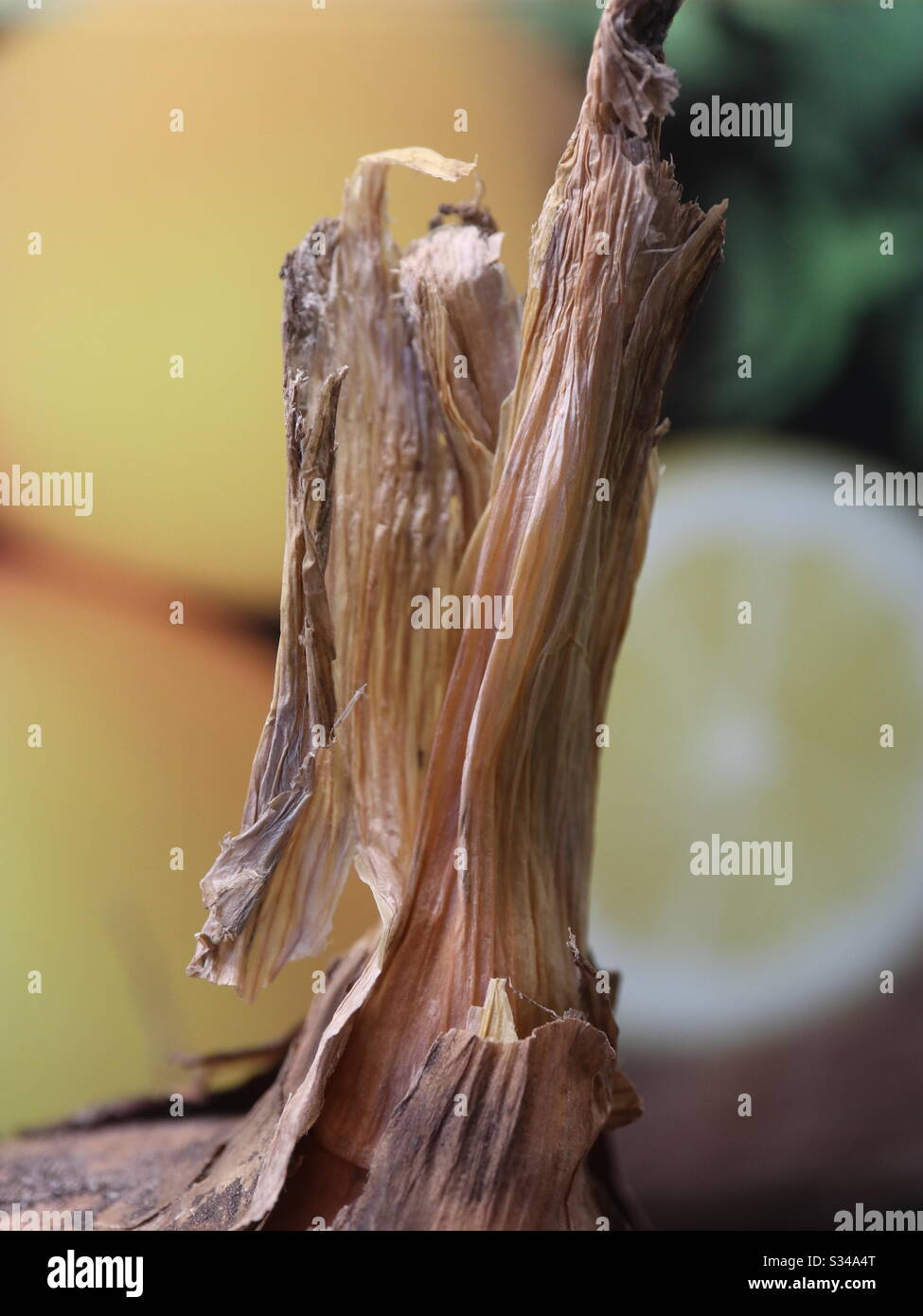 Wooden onion top - Smartphone Captured Stock Image