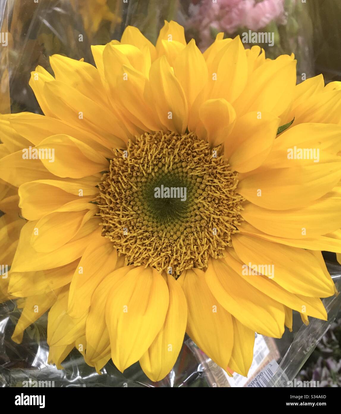 Bright yellow sunflower showing seed pattern - Smartphone Captured Stock Image