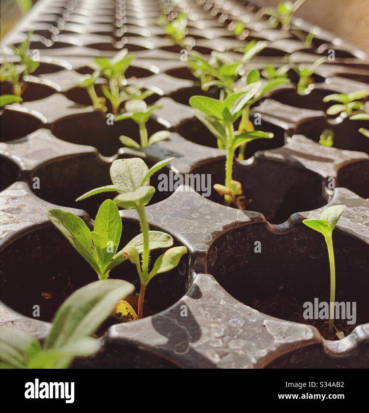 Seedlings emerging Stock Photo
