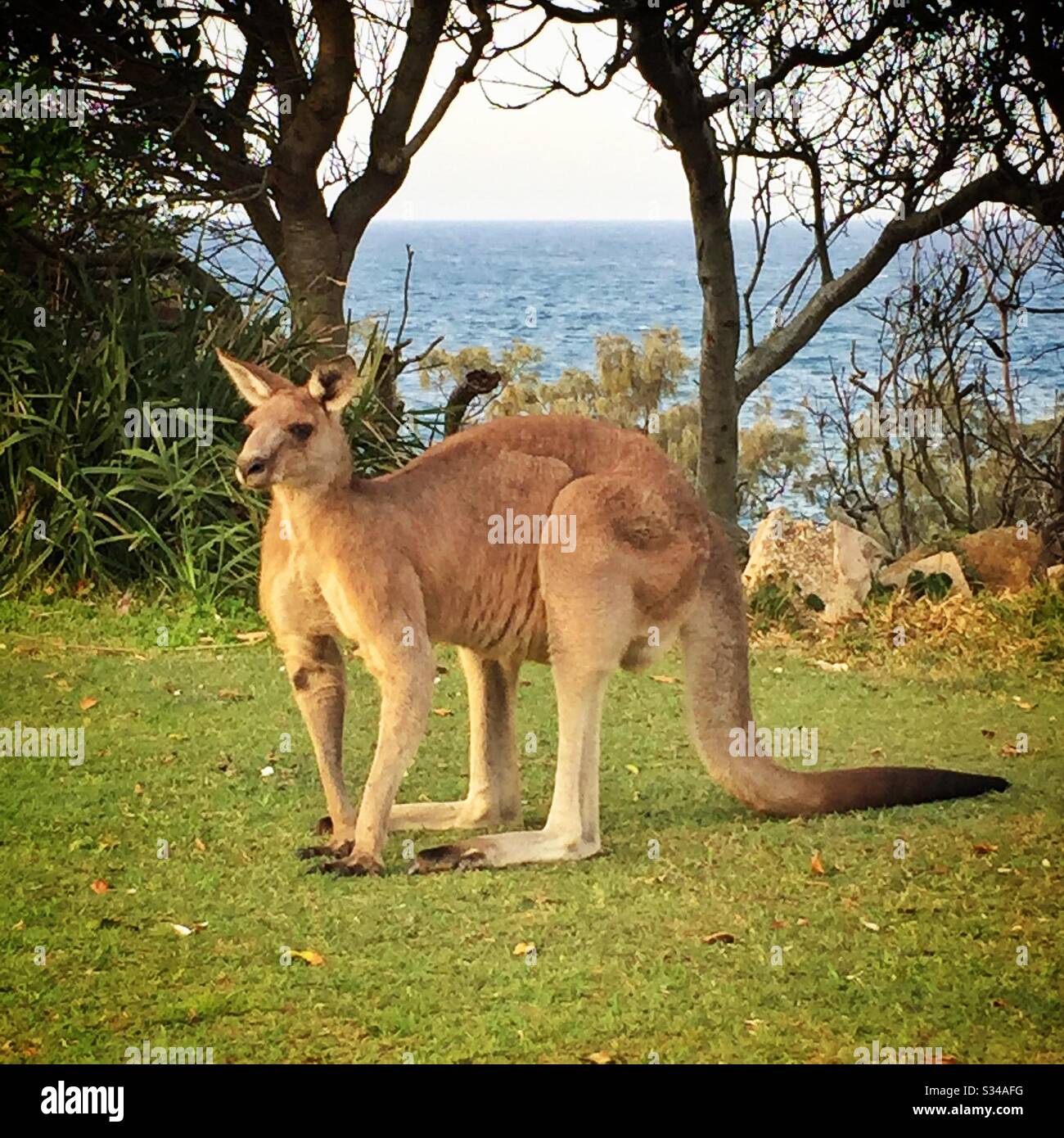 A large male Eastern Grey kangaroo, Trial Bay Gaol, Arakoon, South West Rocks, NSW, Australia - Smartphone Captured Stock Image