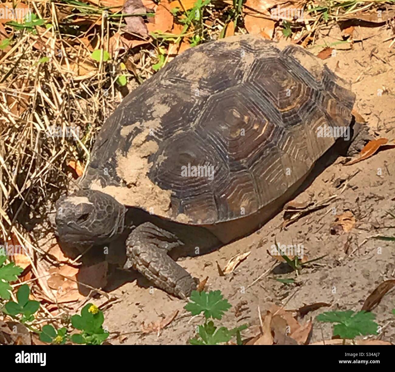 Florida gopher tortoise outside his burrow - Smartphone Captured Stock Image