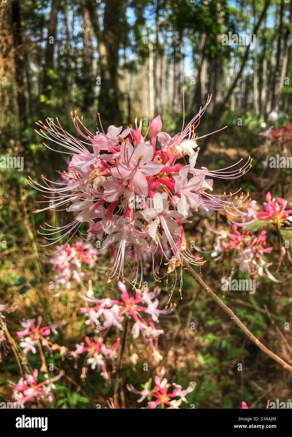 Sweet Pinxter Azaleas Growing Wild In North Florida Woodlands Rhododendron Canescens Stock Photo Alamy
