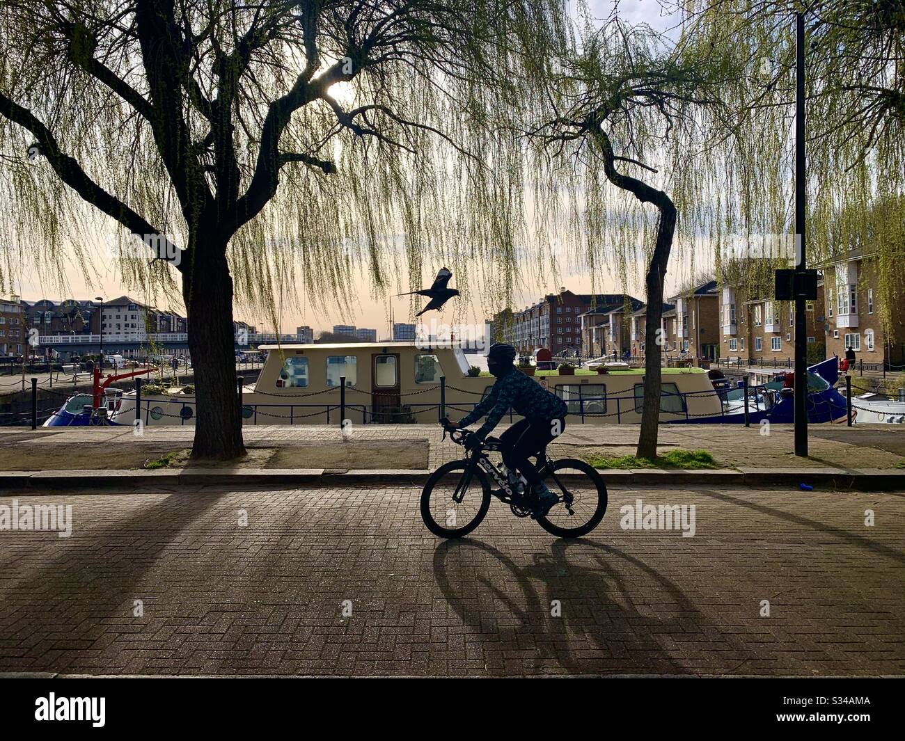 Silhouette of cyclist with weeping willow trees and bird flying close near river - Smartphone Captured Stock Image
