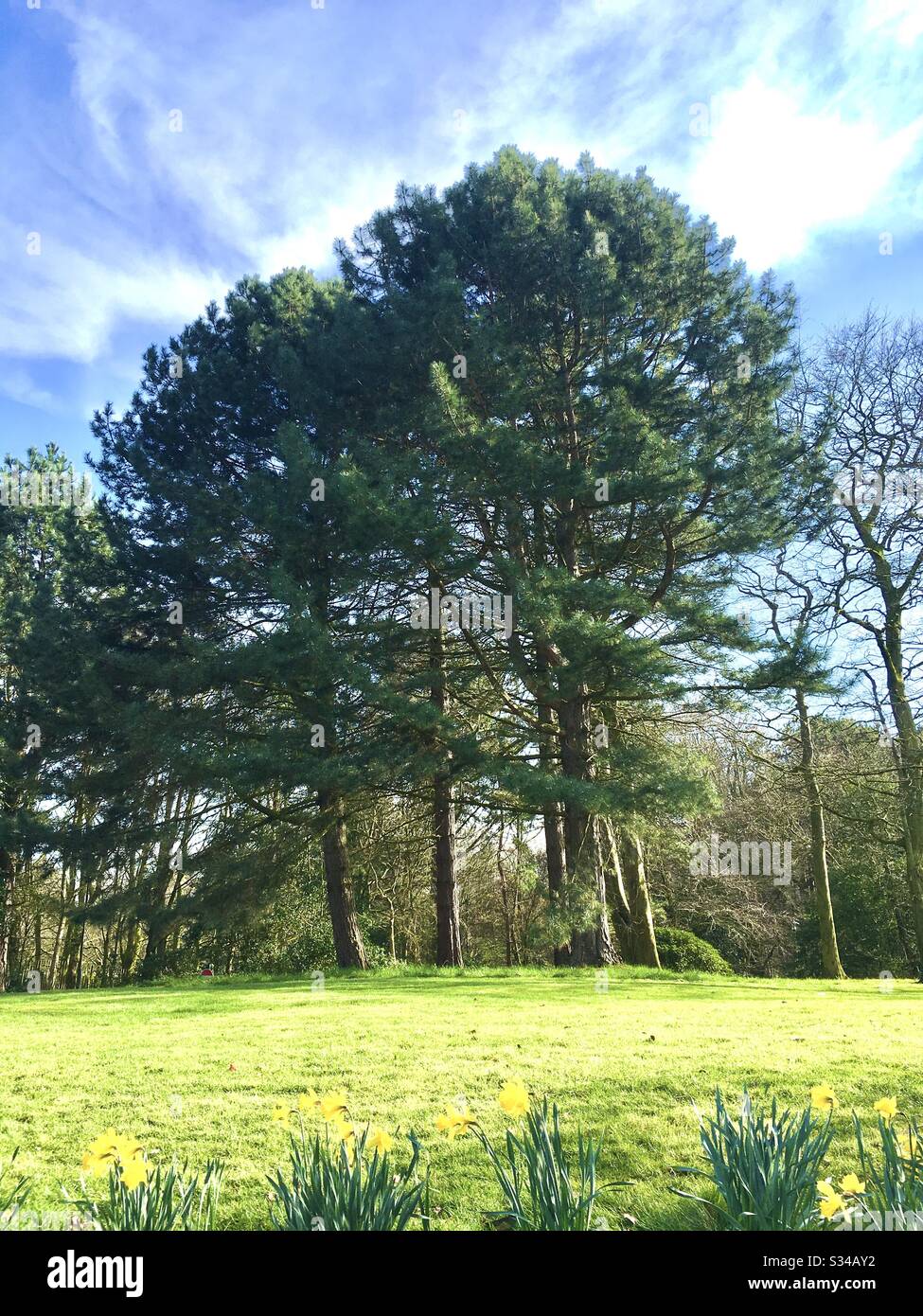Trees in wood - Smartphone Captured Stock Image