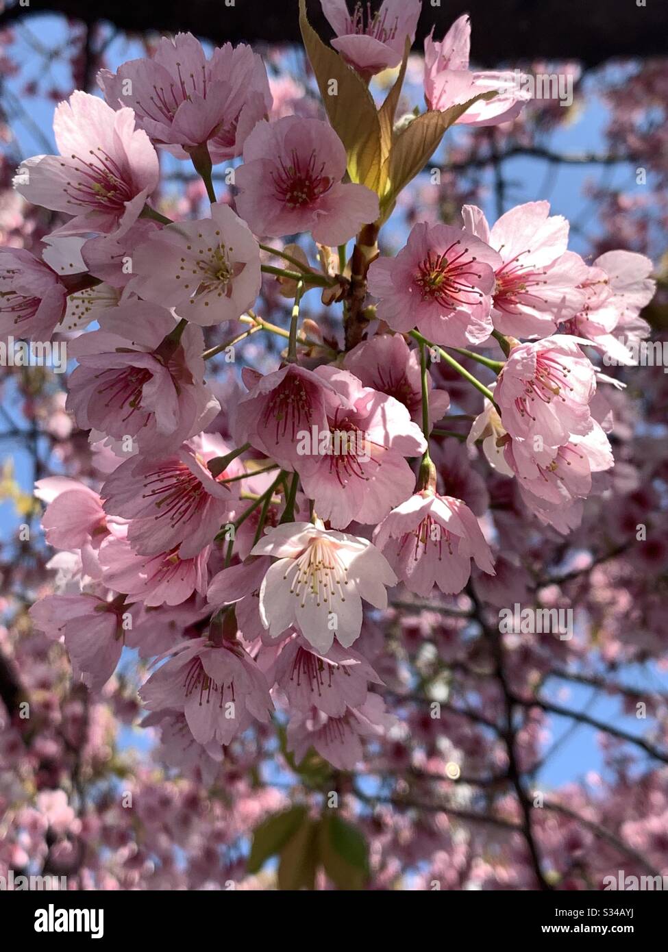 Sakura blooms hi-res stock photography and images - Alamy