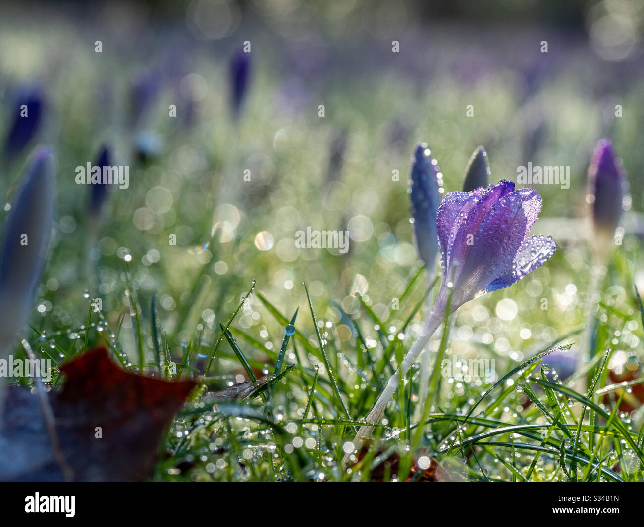 Blooming crocus flowers in dew covered grass - Smartphone Captured Stock Image