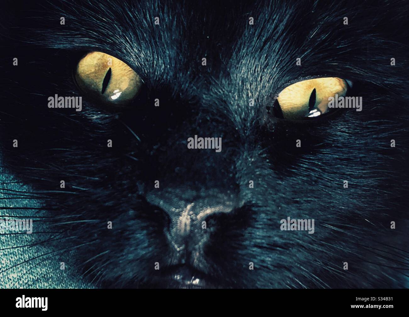 Closeup of black cat face with yellow eyes Stock Photo