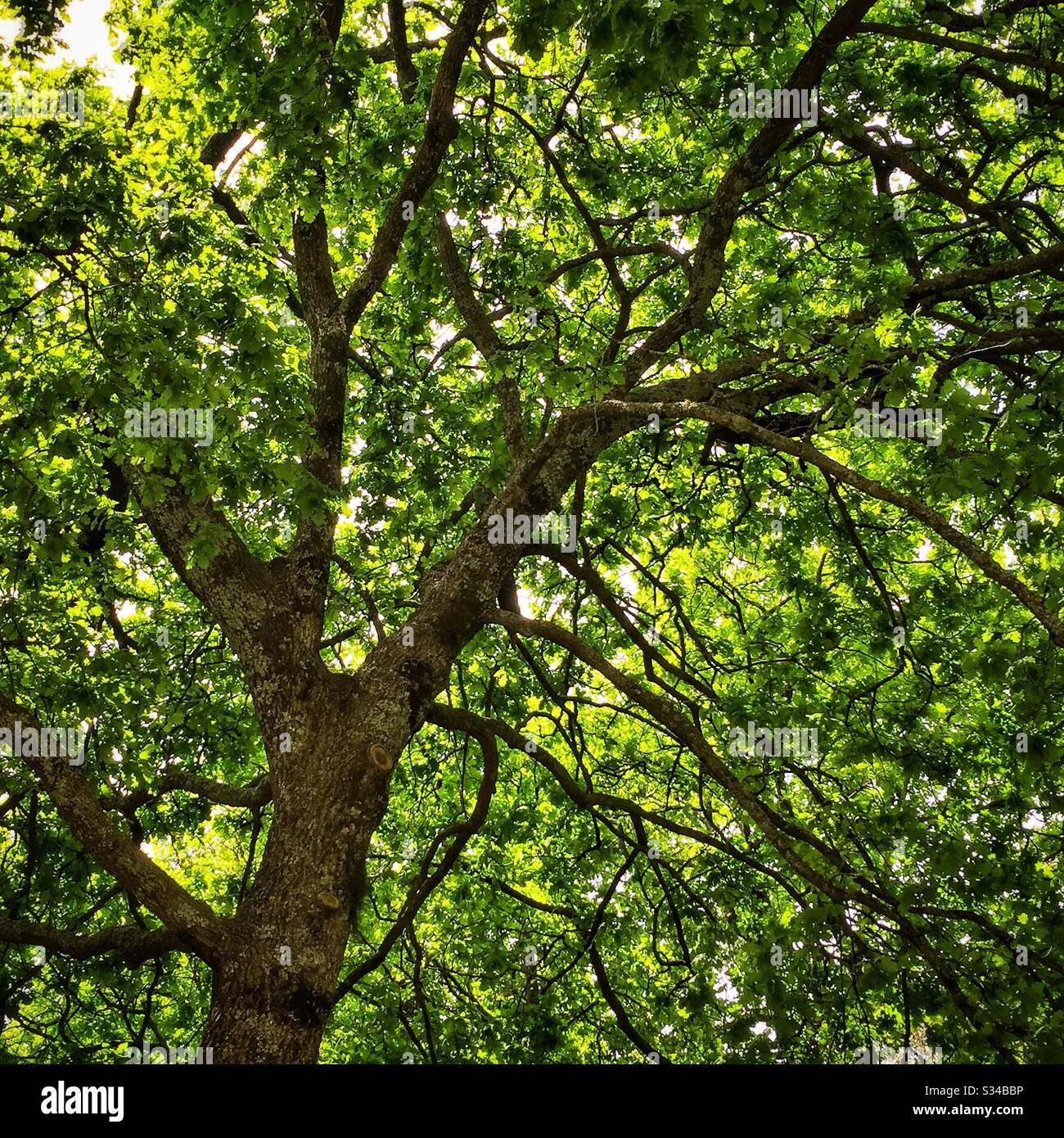 An oak tree in spring in a private garden open during the Leura Gardens Festival, Blue Mountains, NSW, Australia - Smartphone Captured Stock Image