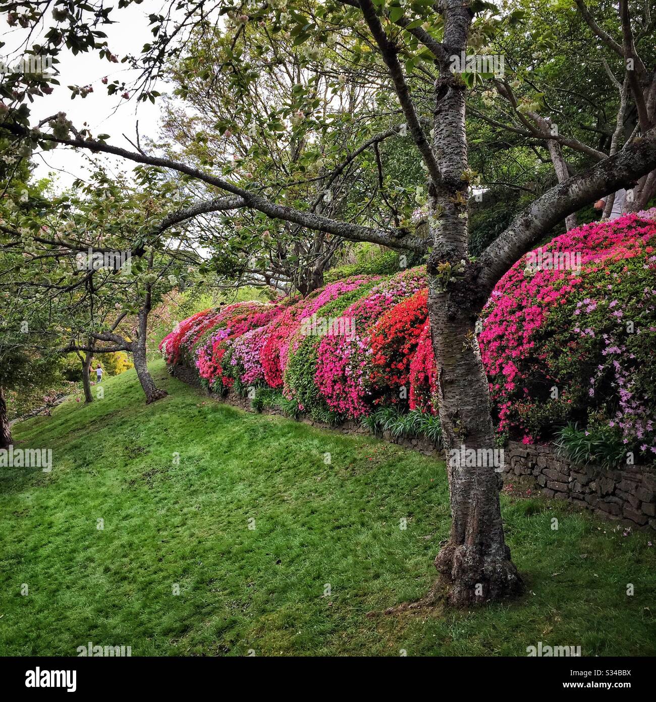 A hedge of azaleas flower in spring in a private garden open during the Leura Gardens Festival, Blue Mountains, NSW, Australia - Smartphone Captured Stock Image