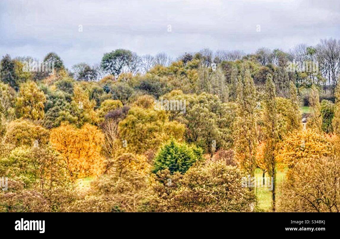 Various trees hi-res stock photography and images - Alamy