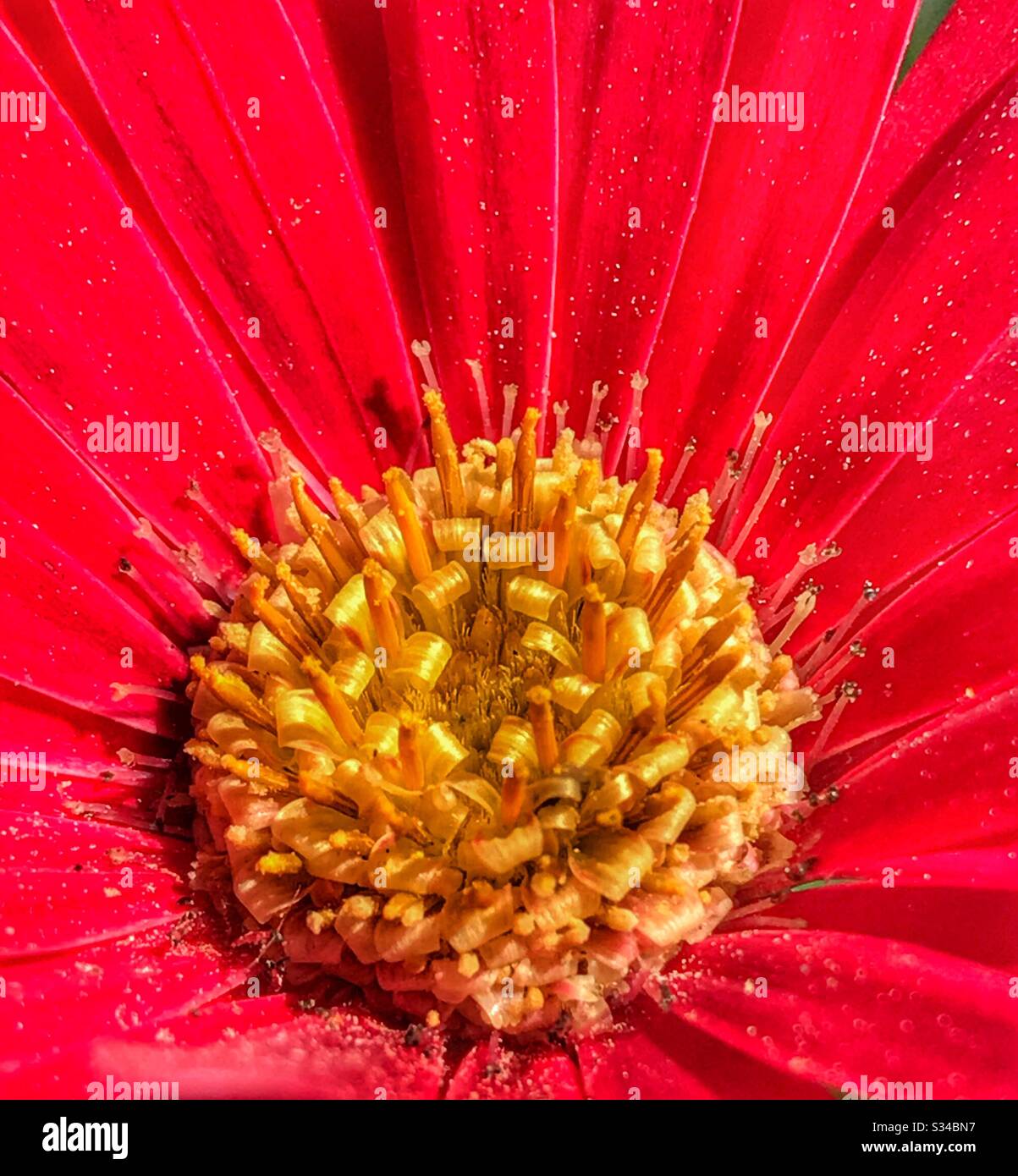 Red Gerber Daisy extreme close up Stock Photo