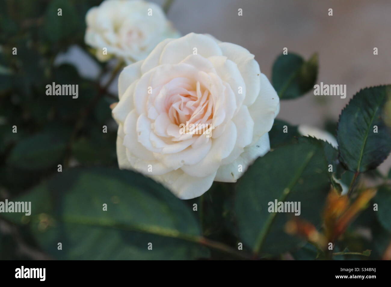 White roses Stock Photo
