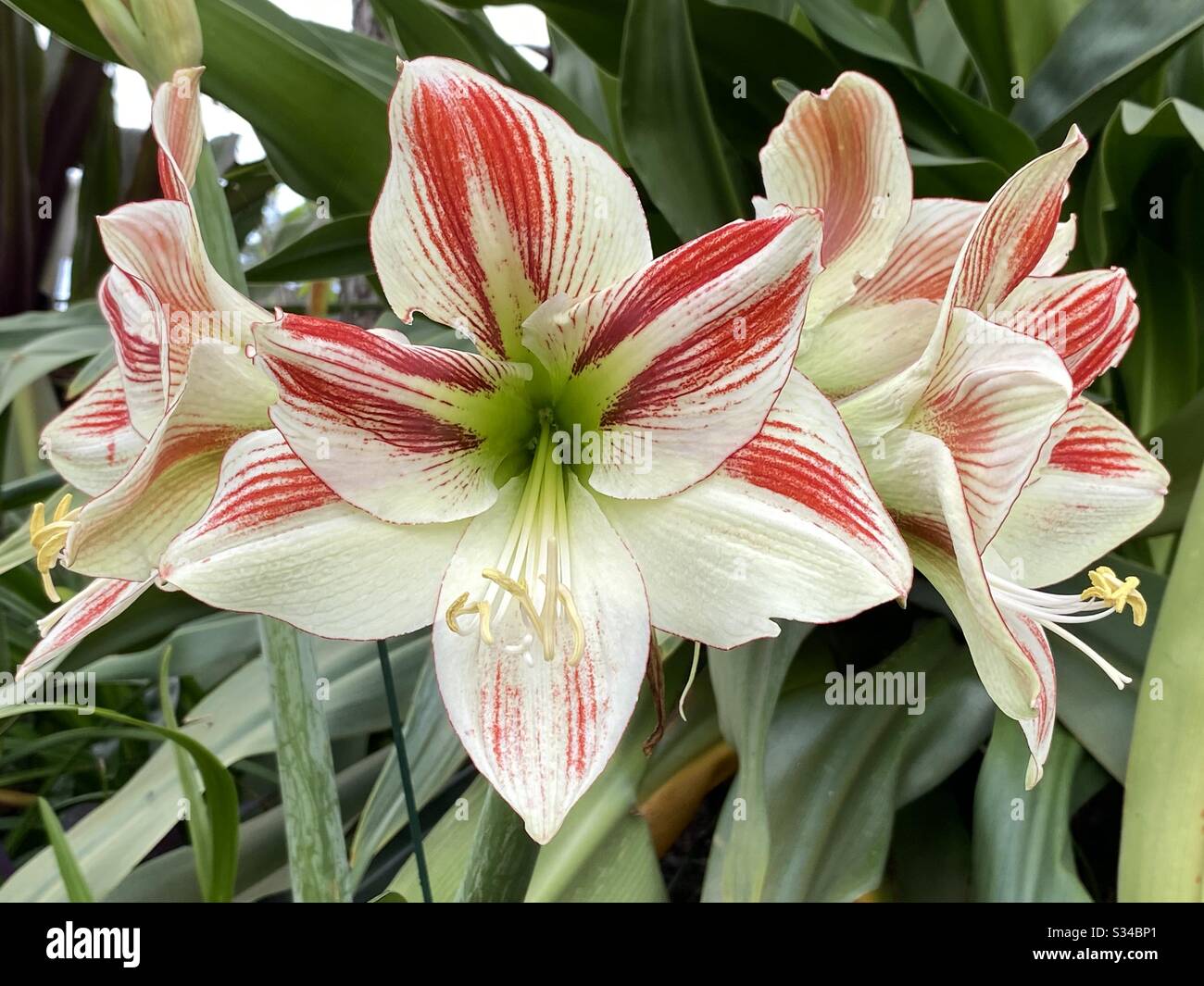 Large candy striped amaryllis flowers in full bloom Stock Photo