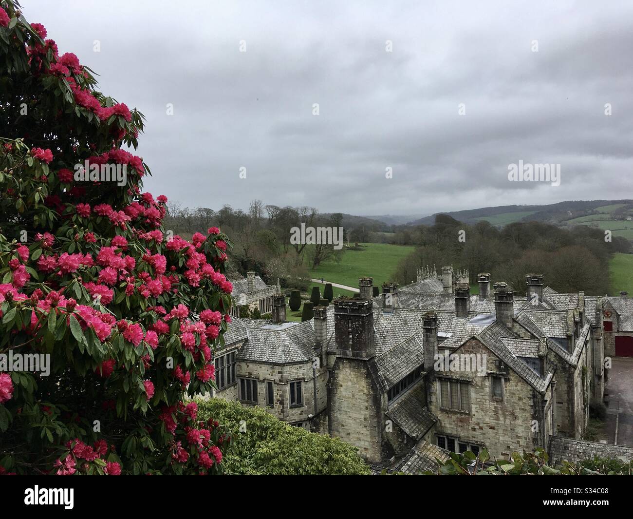 Bright crimson rhododendrons flowering in the garden of a Cornish stately home, under a grey sky - Smartphone Captured Stock Image