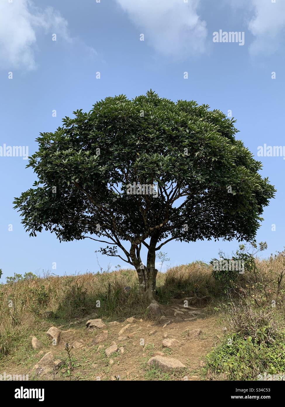Tree, on the hill, blue sky, mountain, mountain view, natural green,green Stock Photo