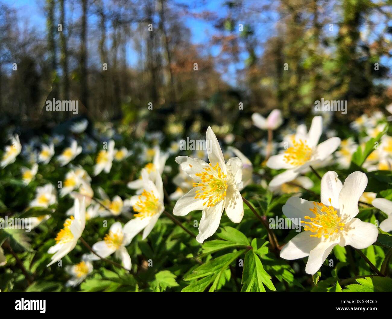 Flowerbed of white wildflowers during spring on a sunny day - Smartphone Captured Stock Image