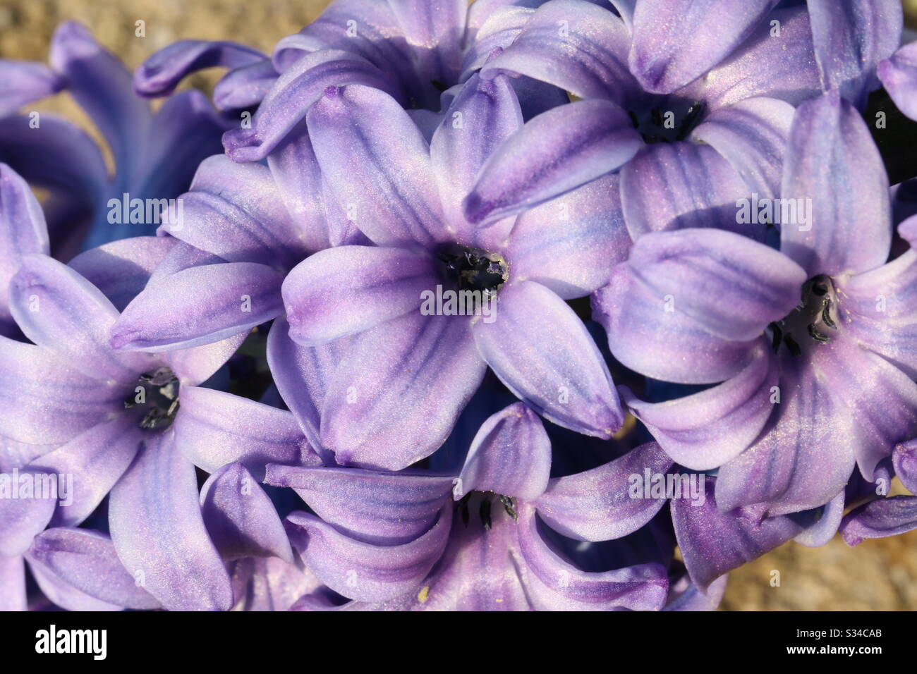 Purple Hyacinth in bloom - Smartphone Captured Stock Image
