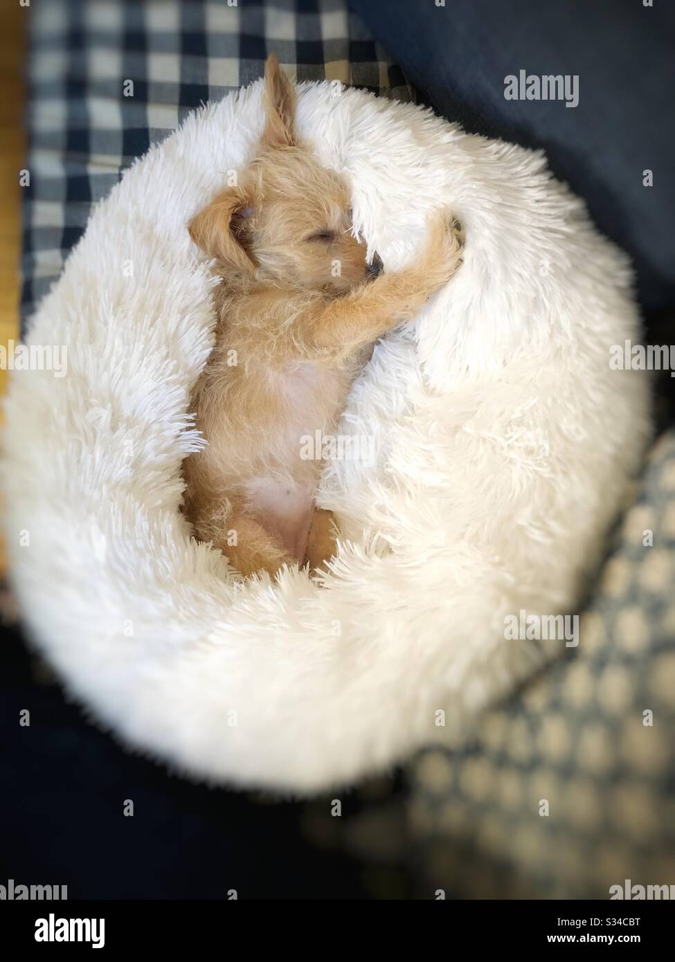 Jackapoo hi-res stock photography and images - Alamy