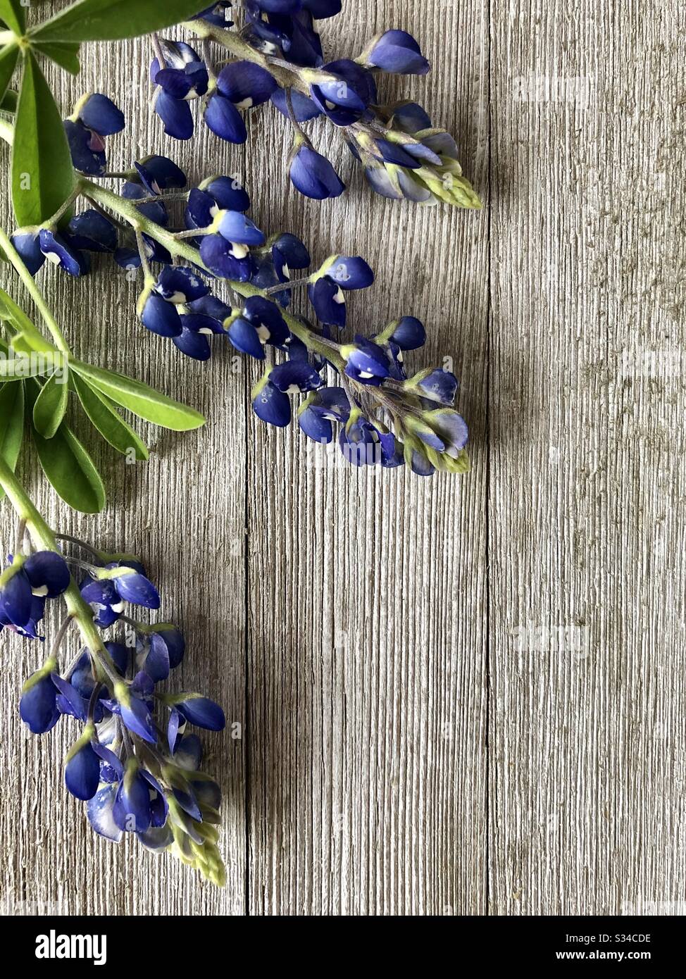 Bluebonnets on a rustic wooden background Stock Photo