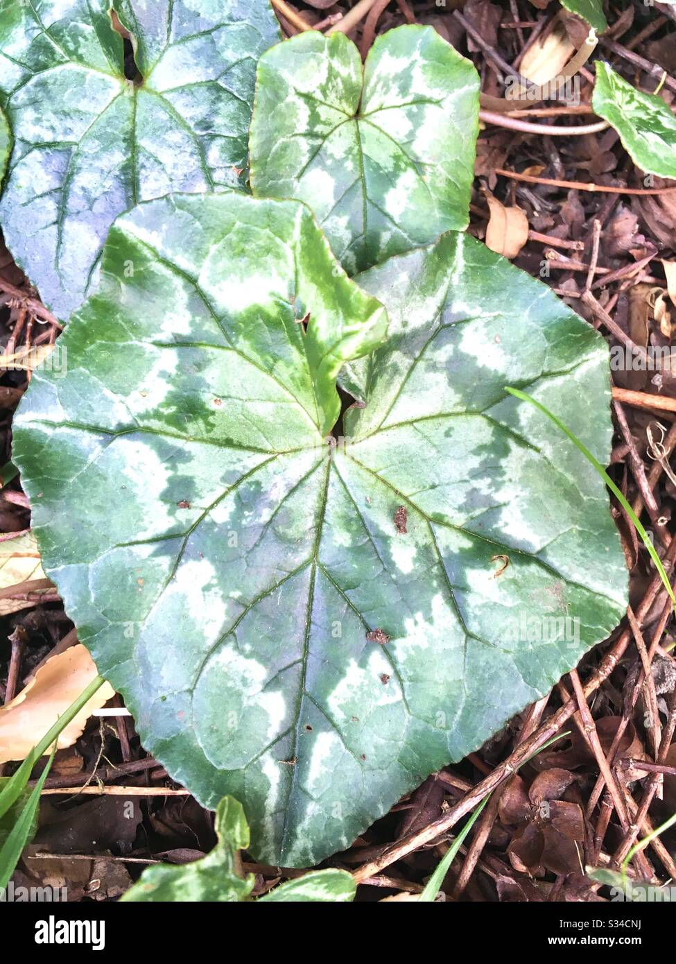 Giant leaf - Smartphone Captured Stock Image