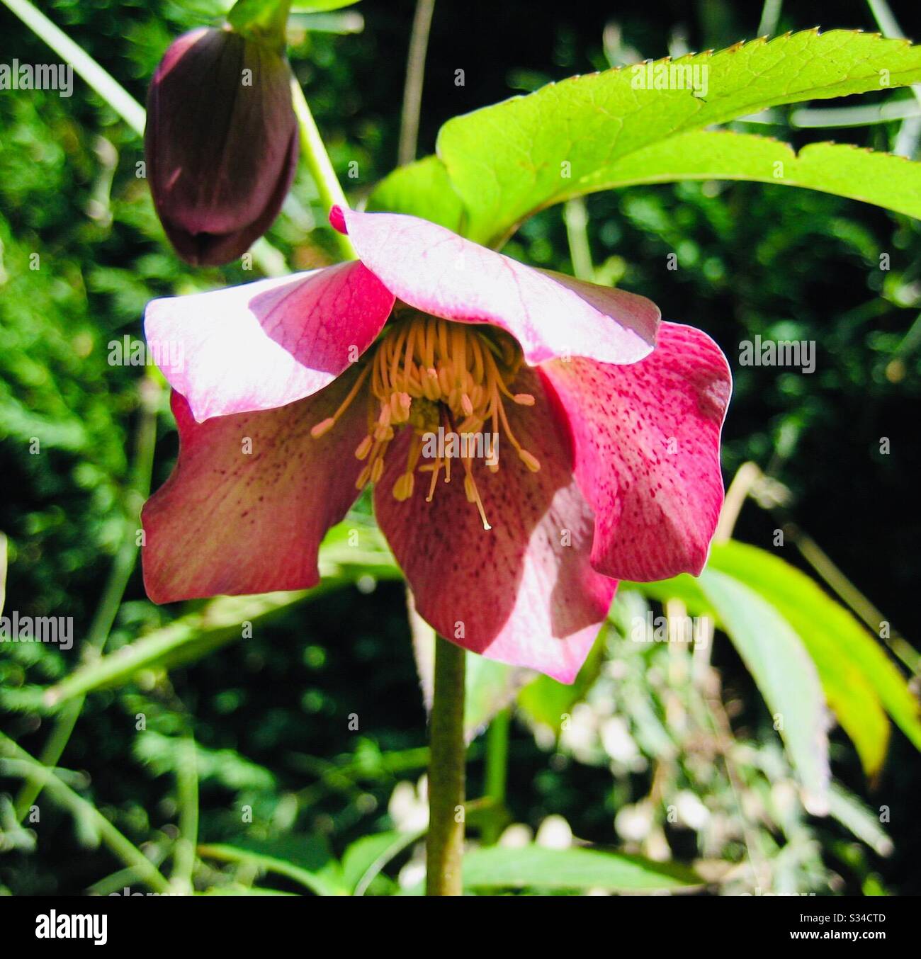 Ornate flower growing in a garden - Smartphone Captured Stock Image