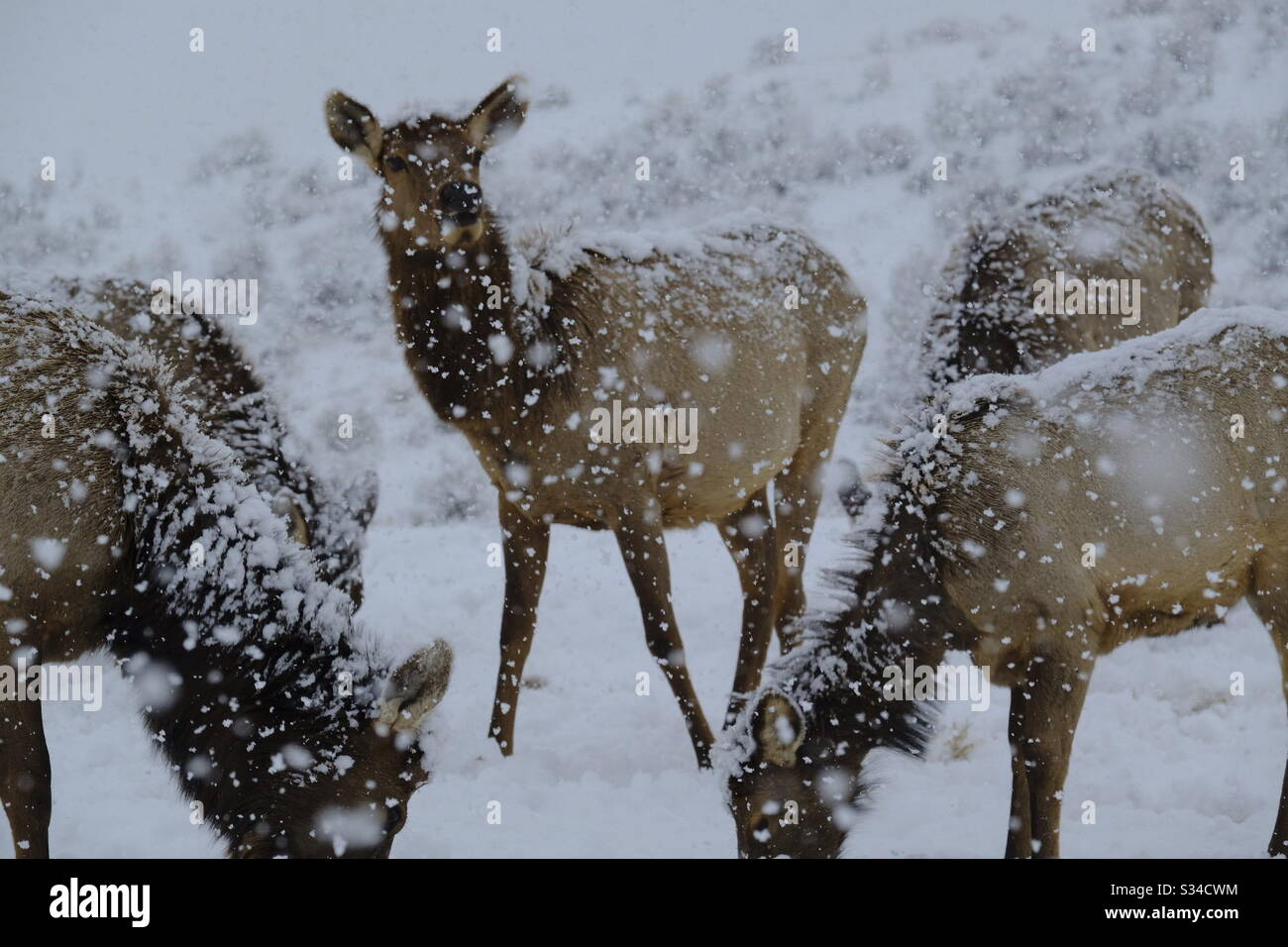 Elk in a spring snowstorm Stock Photo