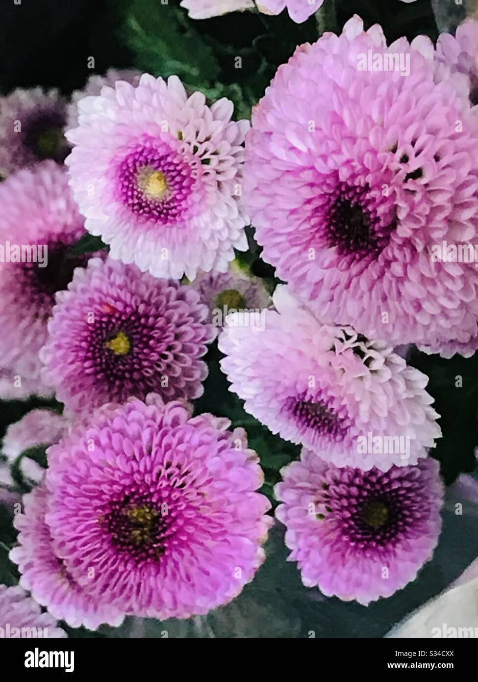 China aster callistephus hires stock photography and images Alamy