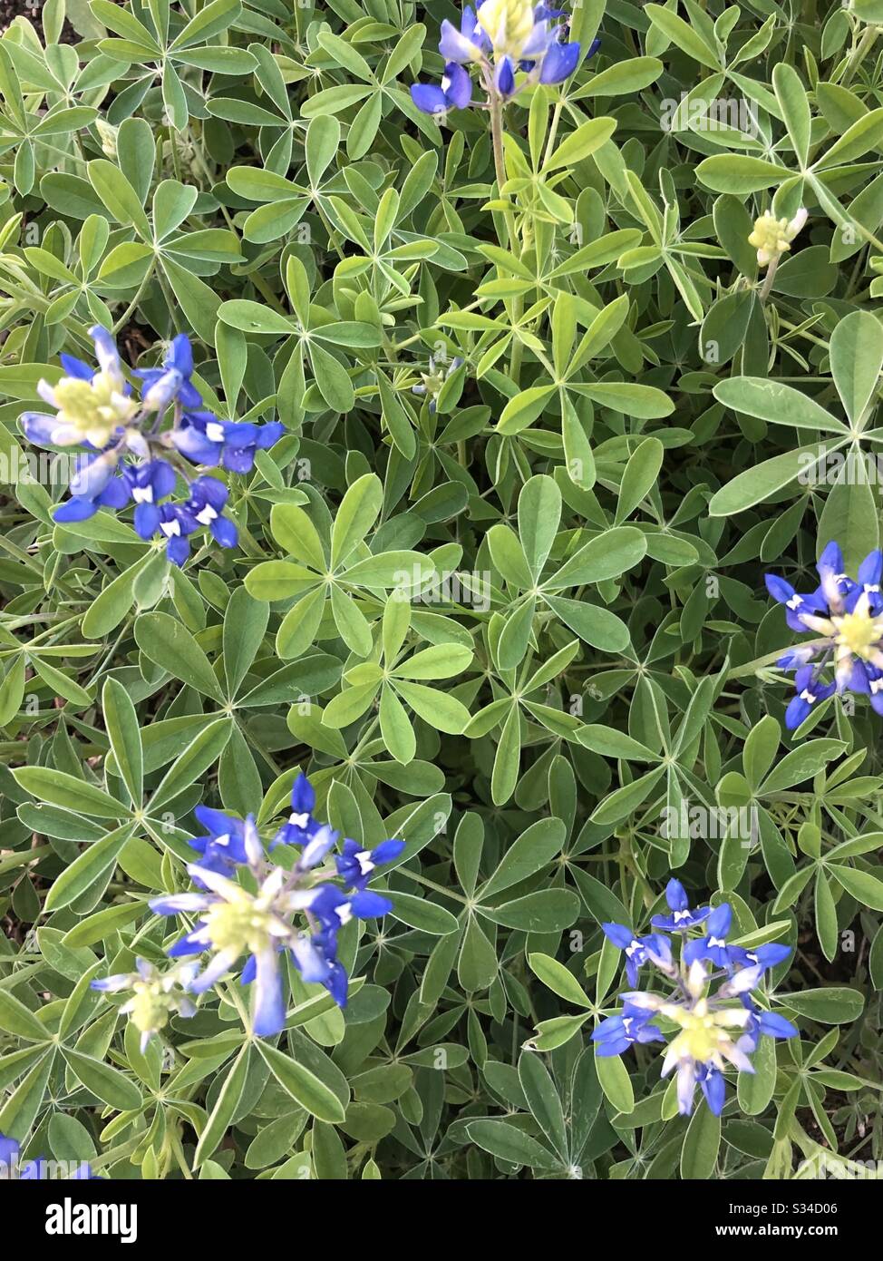 Bluebonnet patch from above in central Texas, - Smartphone Captured Stock Image
