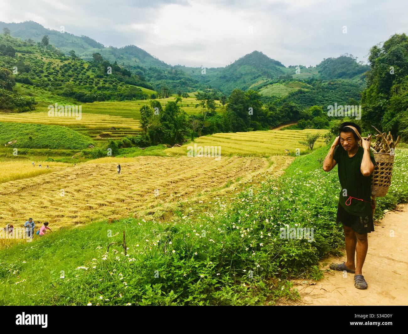 Paddy harvest in north Thailand. - Smartphone Captured Stock Image
