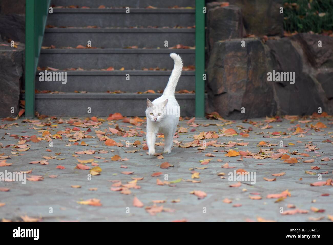 White cat - Smartphone Captured Stock Image
