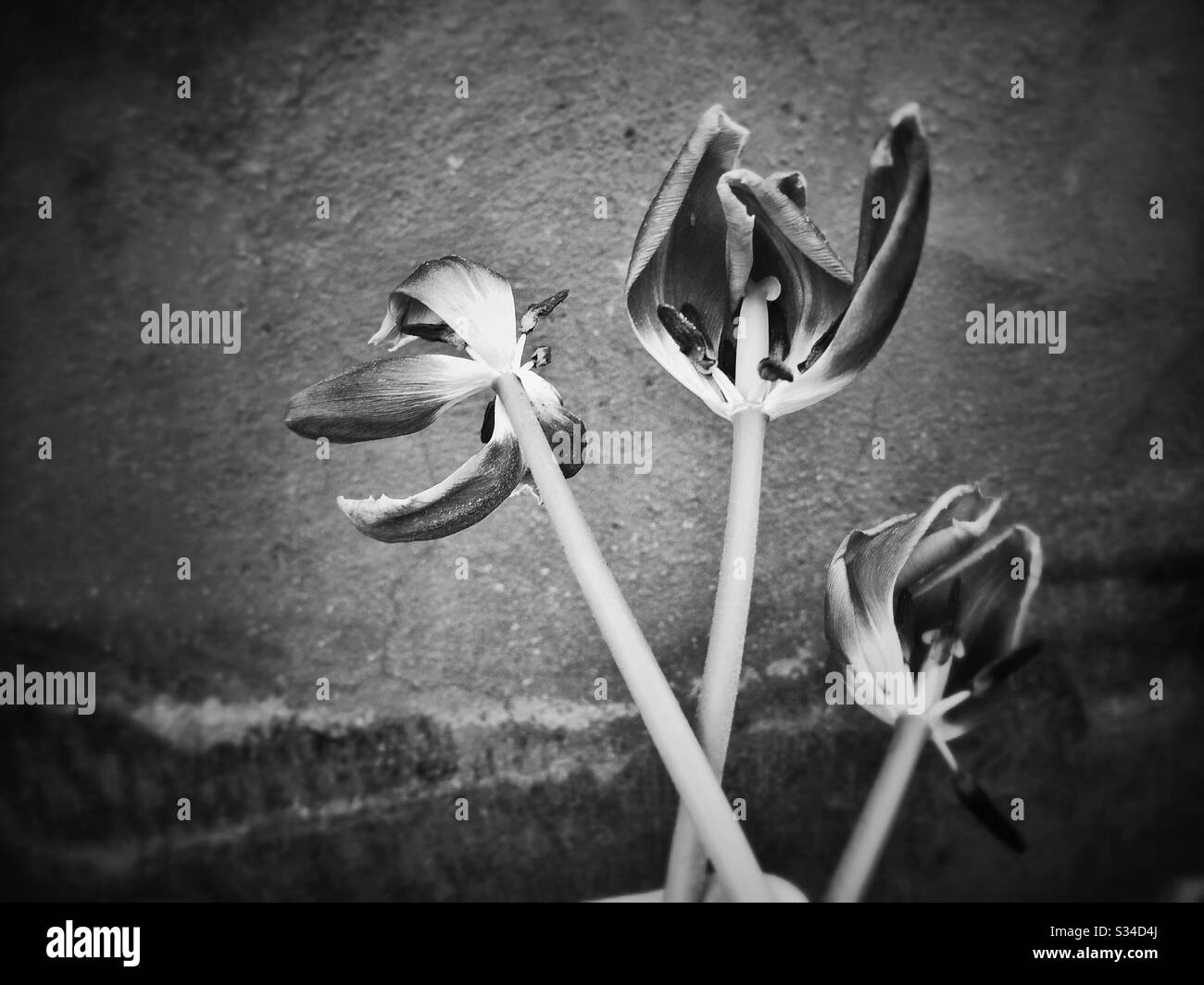 Withered tulips flowers - Smartphone Captured Stock Image