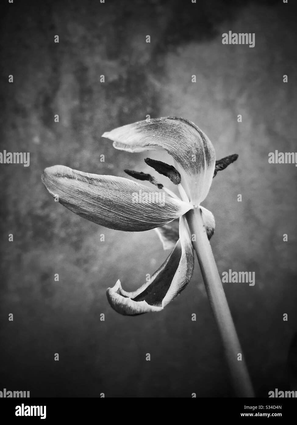 Withered tulip flower - Smartphone Captured Stock Image