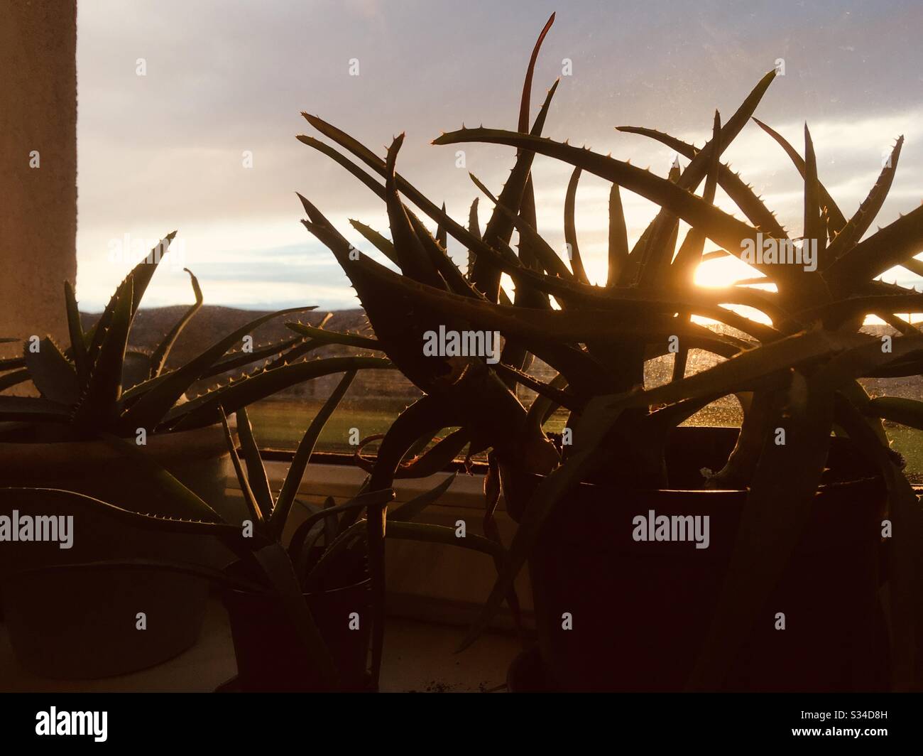 Aloe vera potted plants silhouette in window against setting sun sunset - Smartphone Captured Stock Image