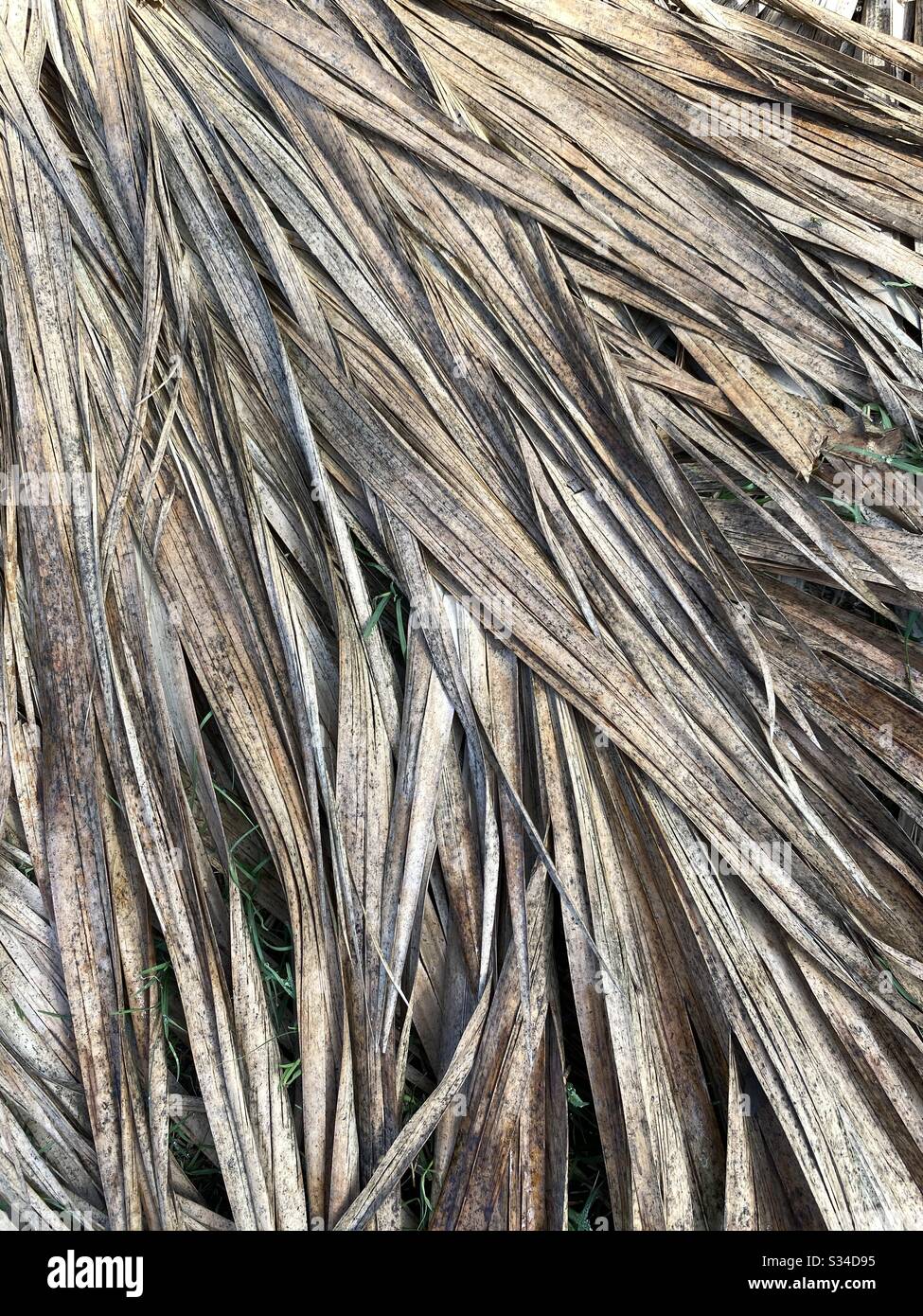 Abstract of dried palm tree branch - Smartphone Captured Stock Image