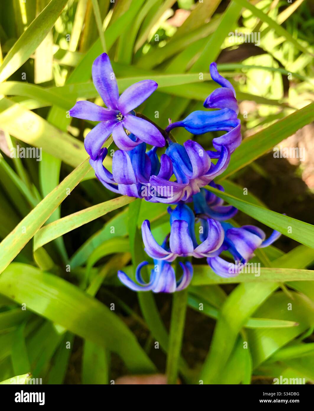 Blue hyacinth in garden in spring Stock Photo