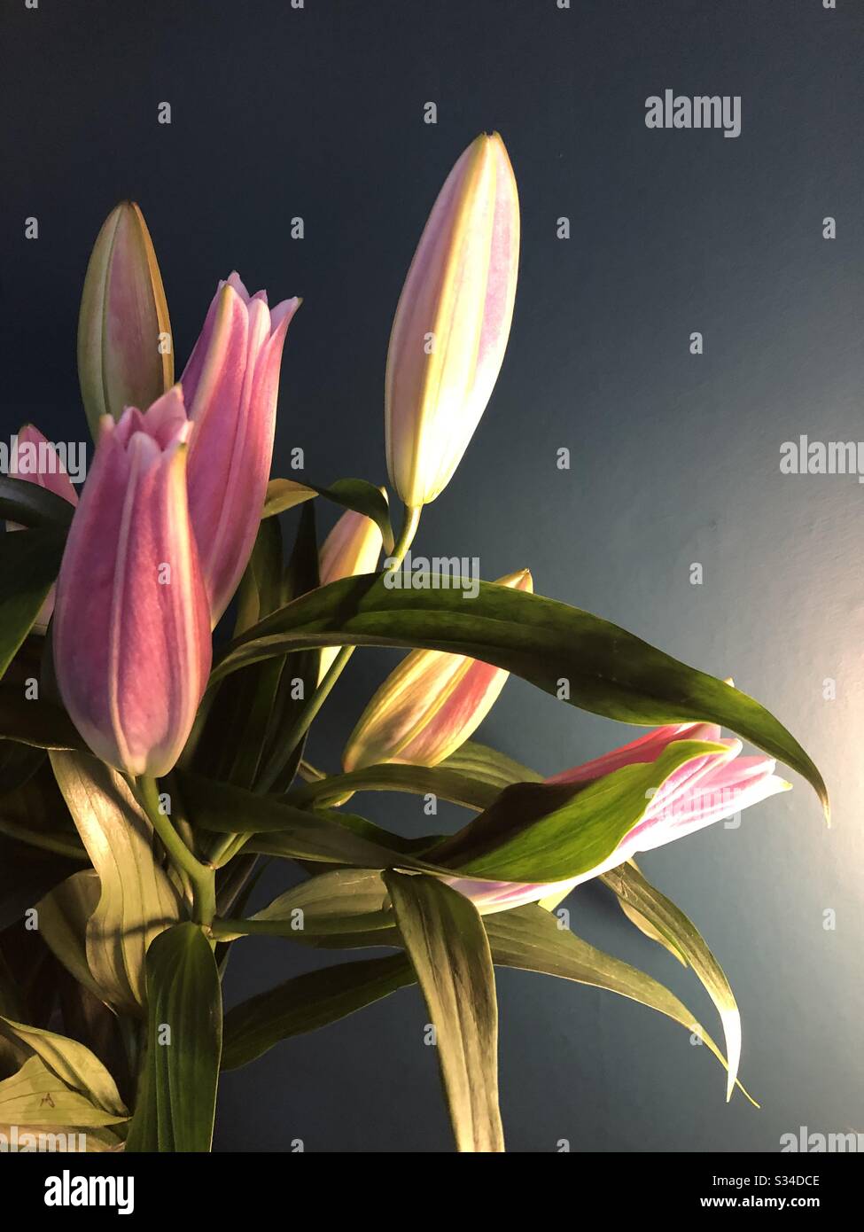 Close up of Pink Lilies Against a Dark Wall Stock Photo