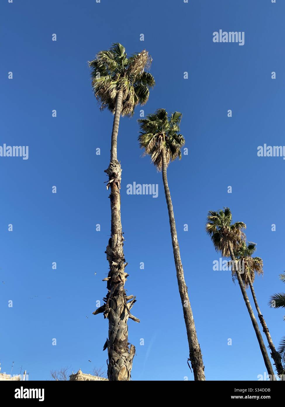 Palm trees in Spain Stock Photo Alamy